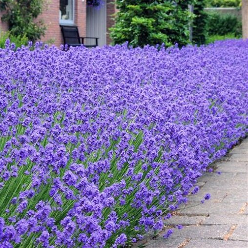 Lavendel (Lavandula angustifolia)